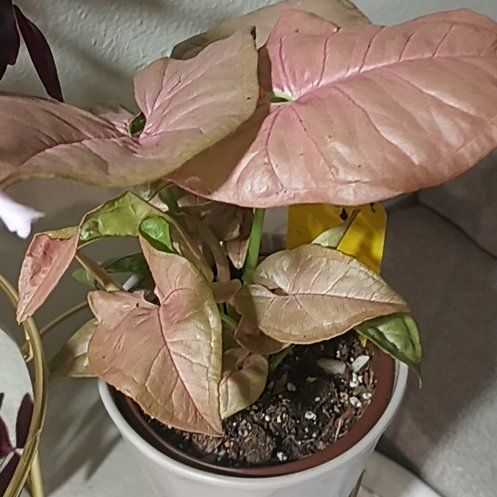 Photo of the plant species Neon Pink Arrowhead Plant by @HardyIronweed47 named Neon Pink Arrowhead on Greg, the plant care app