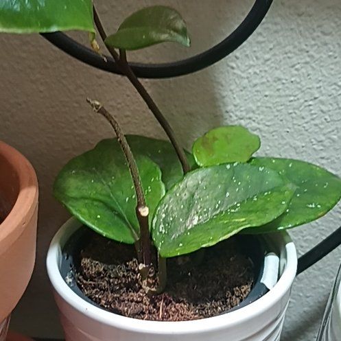 Photo of the plant species Speckled Hoya by @HardyIronweed47 named Freckled Splash Hoya on Greg, the plant care app