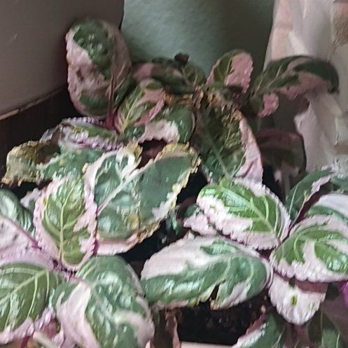 Photo of the plant species Snow White Waffle Plant by @HardyIronweed47 named Snow Queen Waffle on Greg, the plant care app
