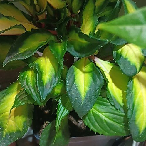 Photo of the plant species SunPatiens Compact Tropical Rose by @HardyIronweed47 named Tropical Rose on Greg, the plant care app