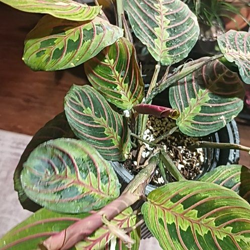 Photo of the plant species Red prayer plant by @HardyIronweed47 named Red Prayer on Greg, the plant care app