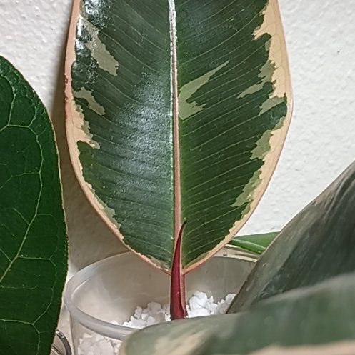 Photo of the plant species Rubber Plant 'Belize' by @HardyIronweed47 named PROP. Rubber Plant on Greg, the plant care app