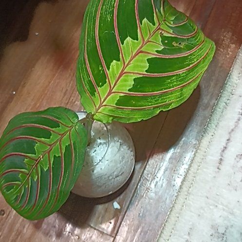 Photo of the plant species Red prayer plant by @HardyIronweed47 named PROP. Red Prayer Plant on Greg, the plant care app