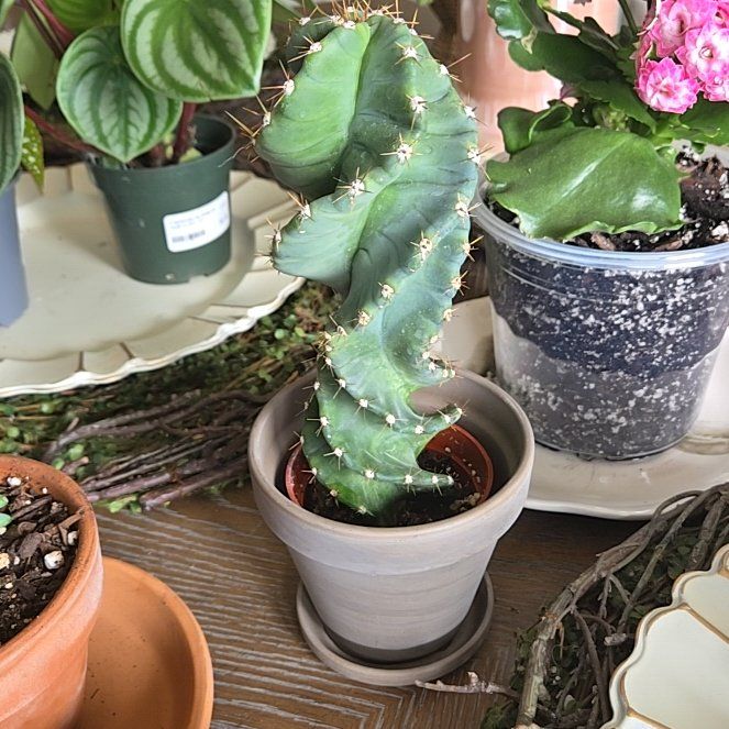 Photo of the plant species Spiral Cactus by @PlayfulLippia64 named Wall-E on Greg, the plant care app