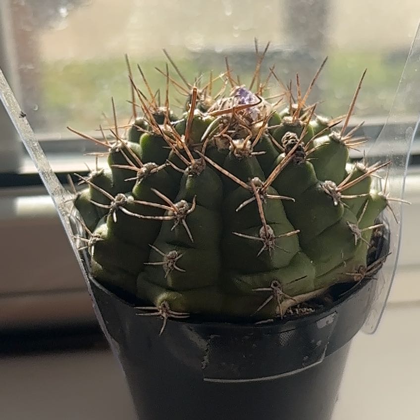 Photo of the plant species Devil's Pincushion by @SavvyWorm13 named Aristotle on Greg, the plant care app