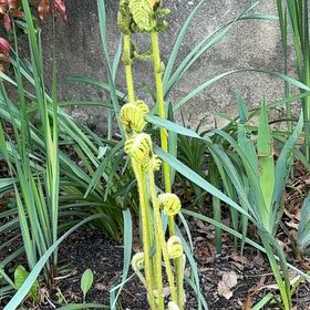 Photo of the plant species Matteuccia by @GenerousKaro6 named Oscar on Greg, the plant care app