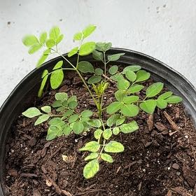 Photo of the plant species Benzoil Tree by @GutsyEmerald91 named Osmo on Greg, the plant care app