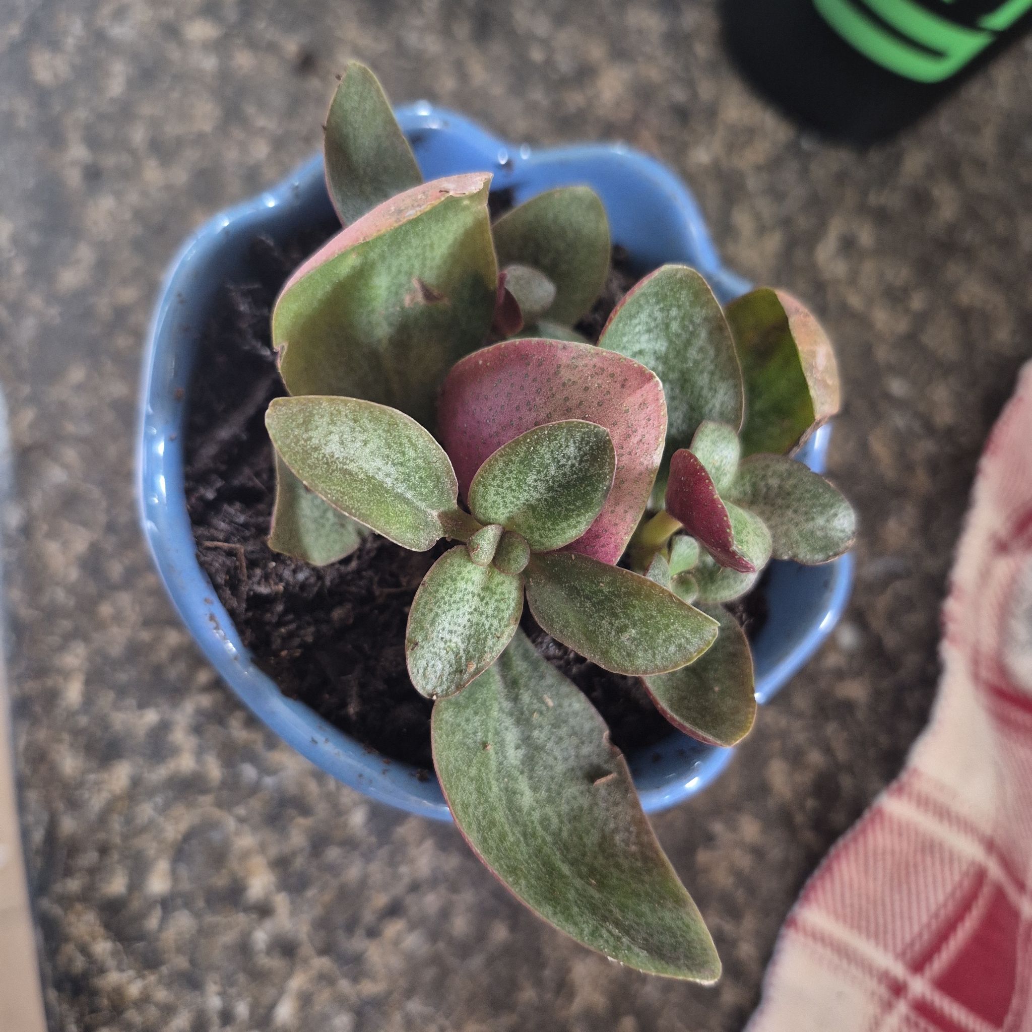 Photo of the plant species Crassula multicava 'Bleeding Heart' by @VividOgreears9 named Sir grows alot on Greg, the plant care app