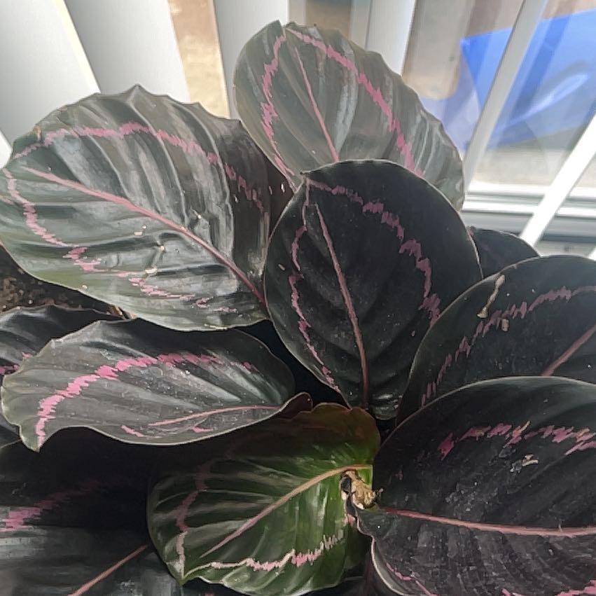 Photo of the plant species Calathea Dottie by @IdolRiberry15 named Sir Plancelot on Greg, the plant care app