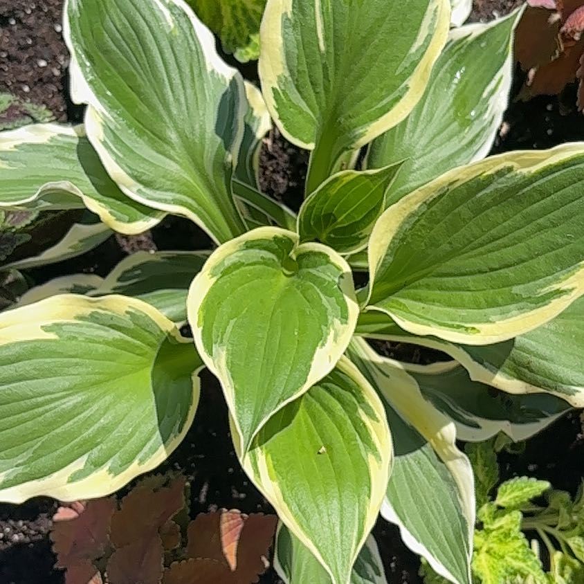 Photo of the plant species Minuteman Hosta by @WonderfulGollum named Fernie Saunders on Greg, the plant care app