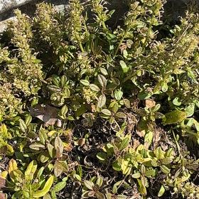 Photo of the plant species Large Thyme by @WonderfulGollum named da Vinci on Greg, the plant care app