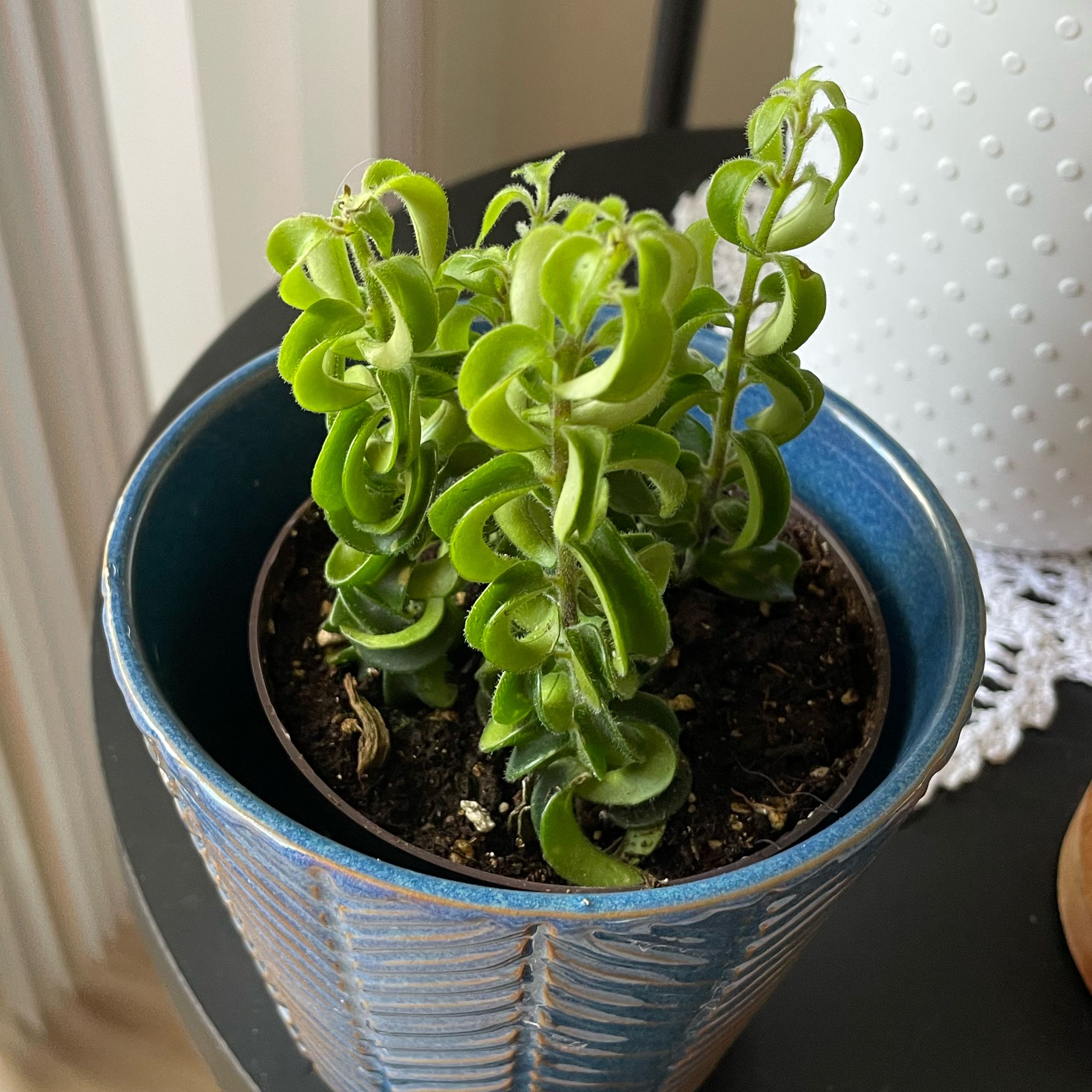 Photo of the plant species Twisted Lipstick Plant by @MajorLippia84 named Elle on Greg, the plant care app