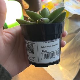 Photo of the plant species Sedum adolphi 'Lime Gold' by @YokeRose74 named Treeyoncé on Greg, the plant care app