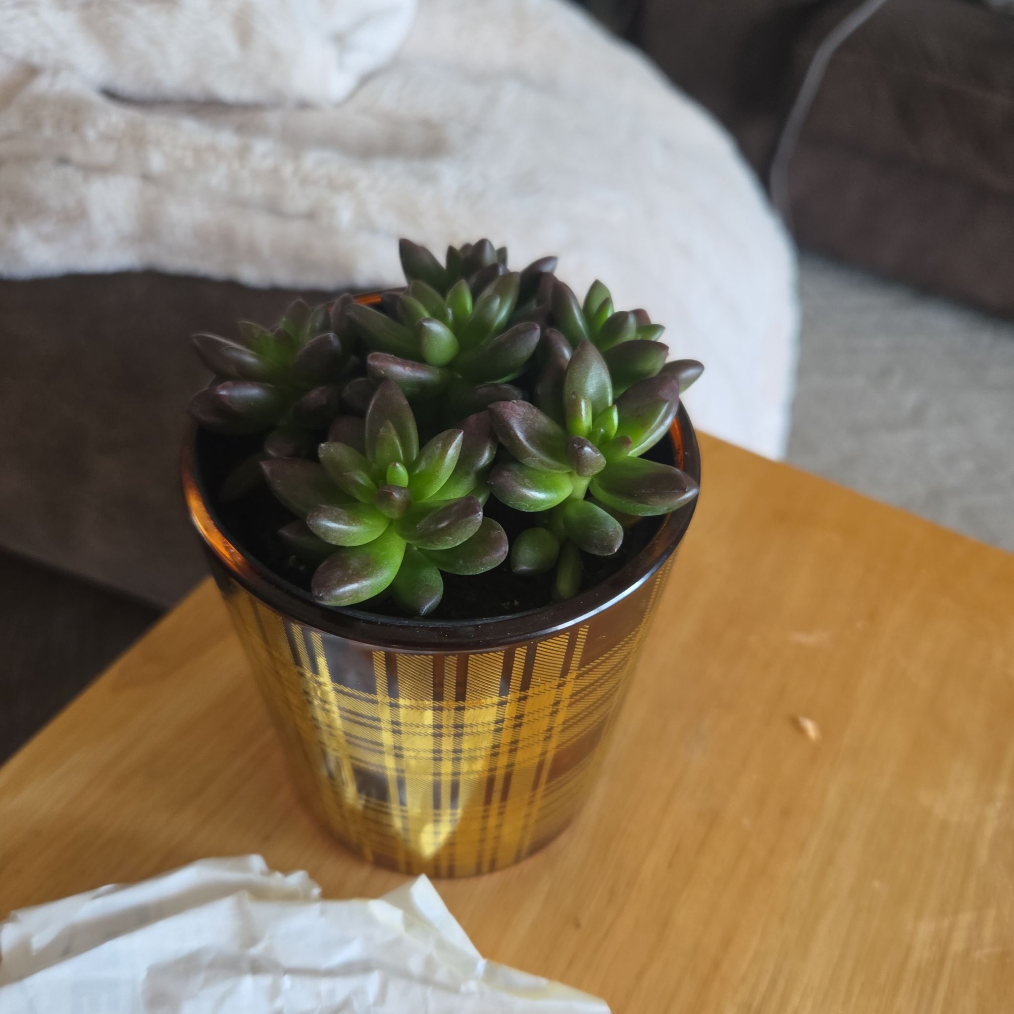 Photo of the plant species Sedeveria 'Jet Beads' by @CasualKaro91 named Devils snare on Greg, the plant care app