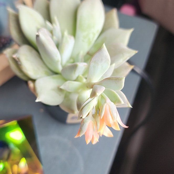 Photo of the plant species Pachyphytum 'Margrit' by @TitanicAgboy37 named Spike Leaves on Greg, the plant care app