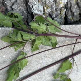 Photo of the plant species Spanish Needles by @ChiefBucaneve67 named Wall-E on Greg, the plant care app