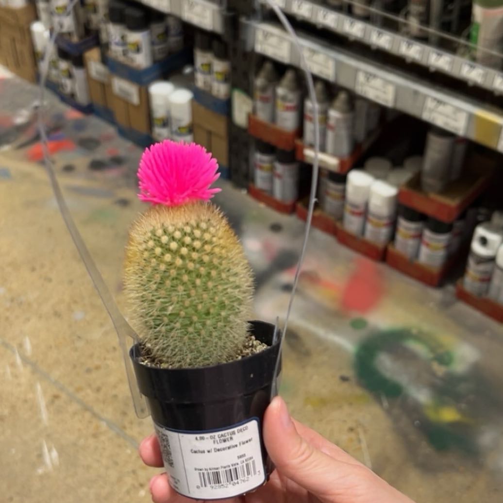 Photo of the plant species Mammillaria albilanata by @VeteranCatnip8 named Ulysses S Plant on Greg, the plant care app