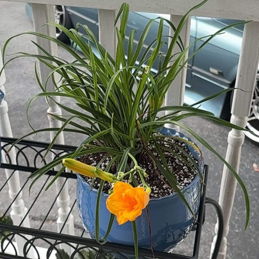 Photo of the plant species Yellow Daylily by @LavishTormentil named Fernie Mac on Greg, the plant care app