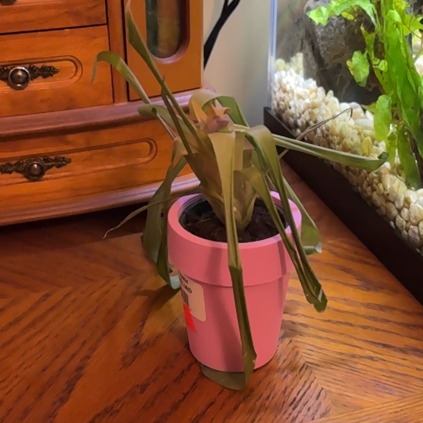 Photo of the plant species Bromeliad by @LavishTormentil named Huckleberry Fern on Greg, the plant care app