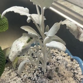 Photo of the plant species Lamb's Ear by @LavishTormentil named Treeyoncé on Greg, the plant care app