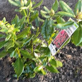 Photo of the plant species Rhododendron 'Nova Zembla' by @TotallyPansy4 named Beckham on Greg, the plant care app