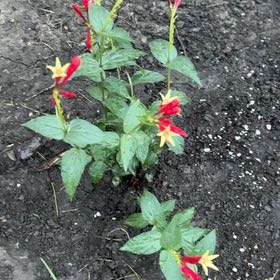 Photo of the plant species Pineapple Sage by @TotallyPansy4 named Sproutacus on Greg, the plant care app