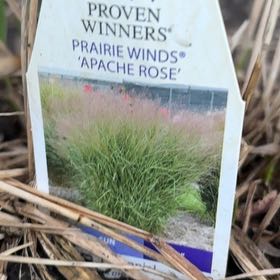 Photo of the plant species Iris 'Apache Rose' by @TotallyPansy4 named Navajo on Greg, the plant care app