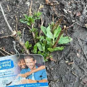 Photo of the plant species Birthday Cake Butterfly Bush by @TotallyPansy4 named Gates on Greg, the plant care app