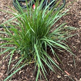 Photo of the plant species Karl forrester by @TotallyPansy4 named Dax on Greg, the plant care app