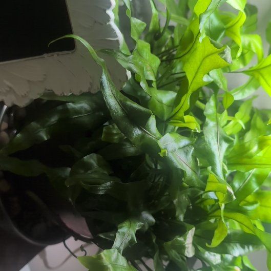 Photo of the plant species Kangaroo Paw by @BonusRedvein93 named Kesha on Greg, the plant care app
