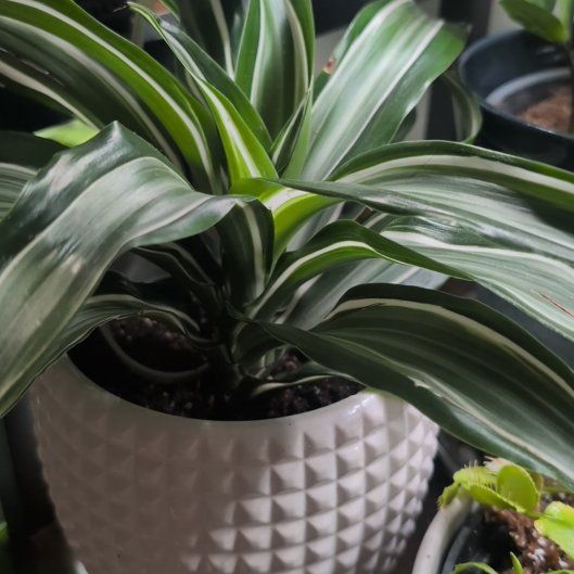 Photo of the plant species Dracaena by @BonusRedvein93 named Oscar on Greg, the plant care app
