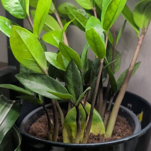 Photo of the plant species Chameleon ZZ Plant by @BonusRedvein93 named Messi on Greg, the plant care app