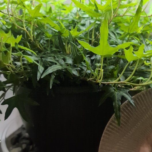Photo of the plant species Starling Ivy by @BonusRedvein93 named Foxxy on Greg, the plant care app