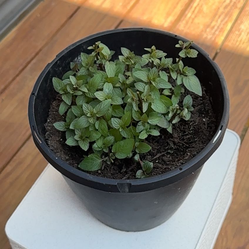 Photo of the plant species Peppermint by @PiousGoldwire70 named Jeremy on Greg, the plant care app