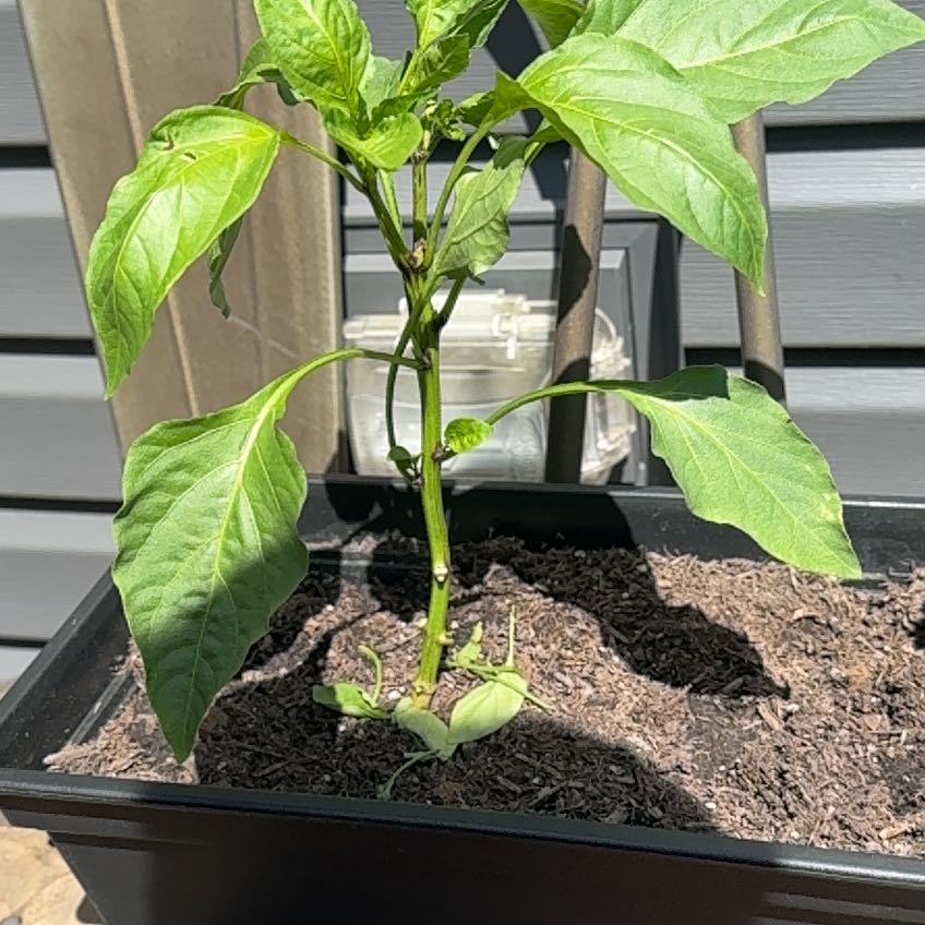 Photo of the plant species Sweet Banana Pepper by @PiousGoldwire70 named Ice Spice on Greg, the plant care app