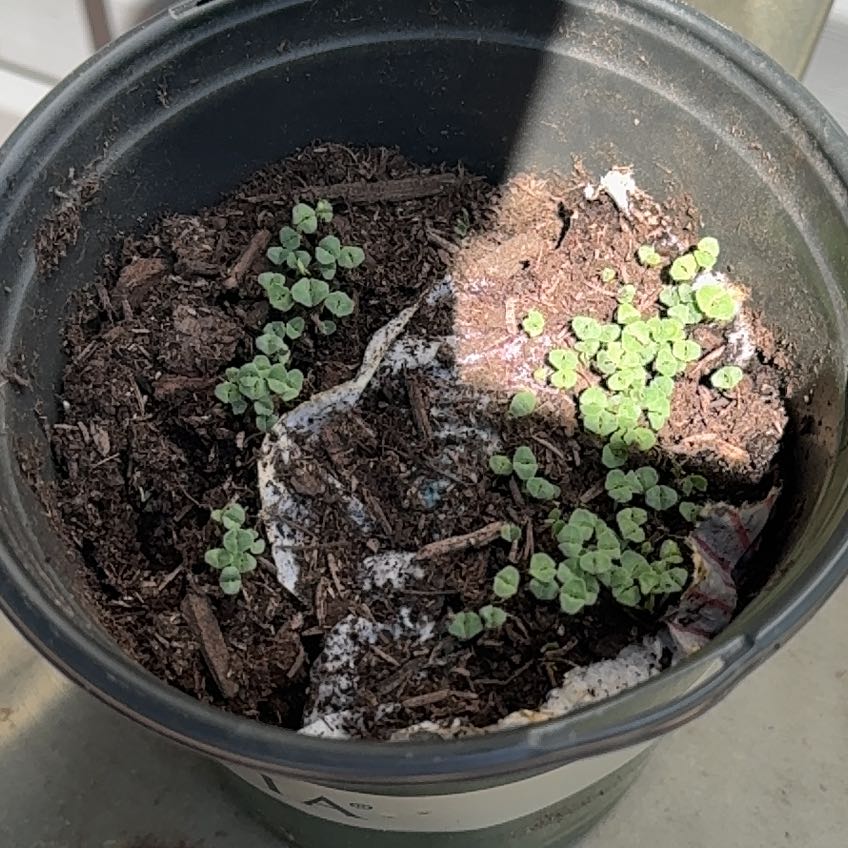 Photo of the plant species Chia by @PiousGoldwire70 named Chinta on Greg, the plant care app
