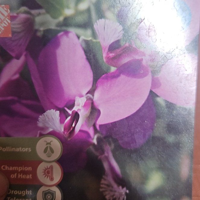 Photo of the plant species Sweet Pea Bush by @AbleRedrose27 named Mimi on Greg, the plant care app
