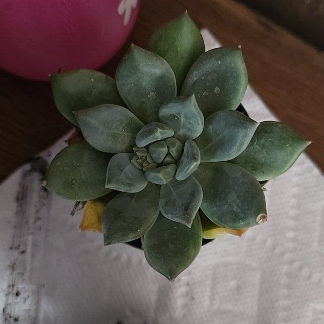 Photo of the plant species Pachyphytum aquamarine? by @ClearMingfern27 named Marley on Greg, the plant care app