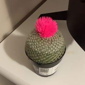 Photo of the plant species Bakersfield Beavertail Cactus by @GoodMingthing89 named Planty on Greg, the plant care app