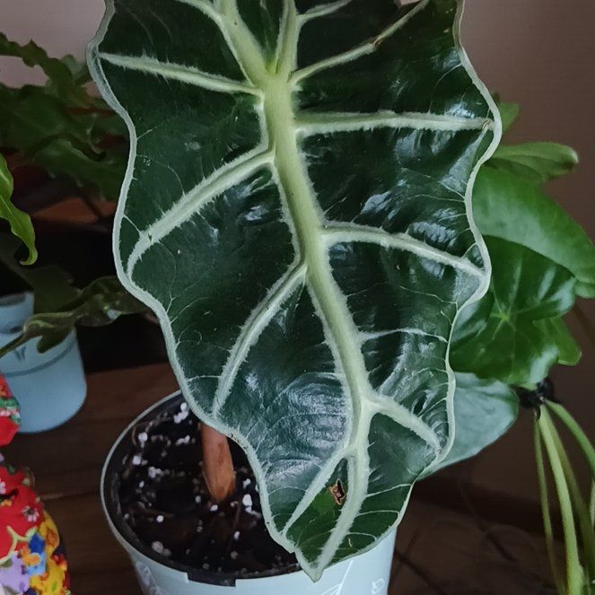Photo of the plant species Alocasia by @Joanita82 named Tree Diddy on Greg, the plant care app