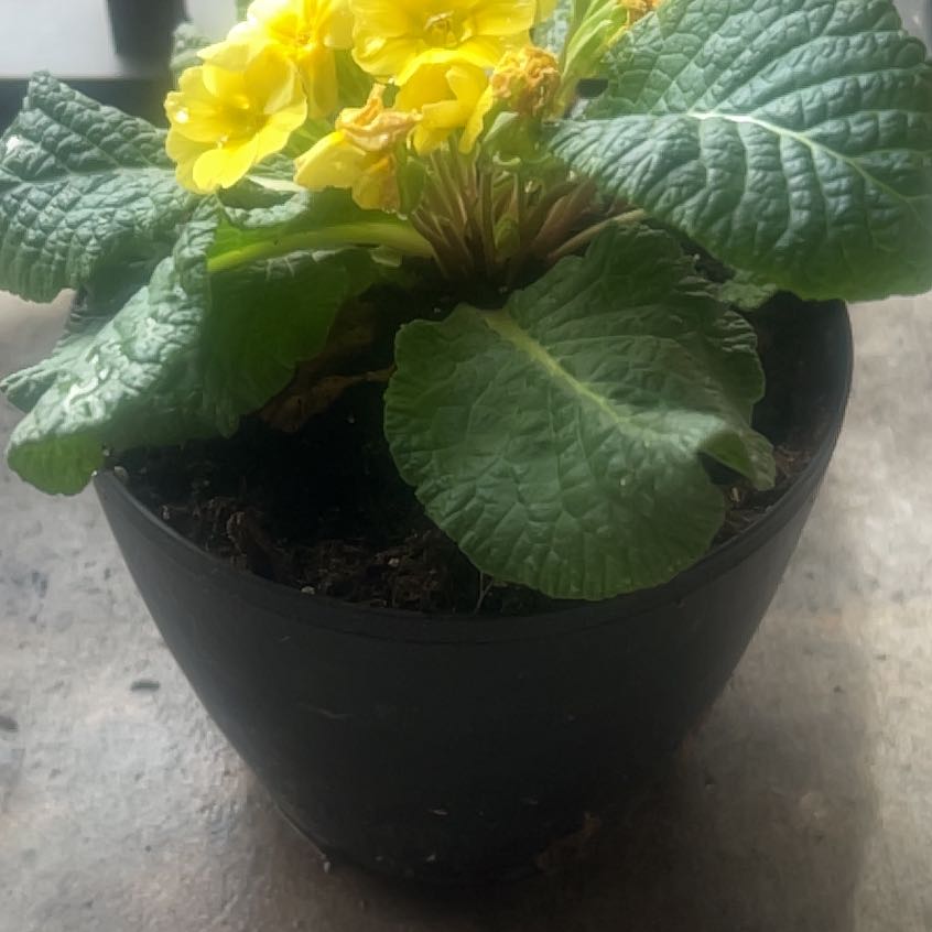 Photo of the plant species Common Primrose by @VipRedalder9 named Gaga on Greg, the plant care app