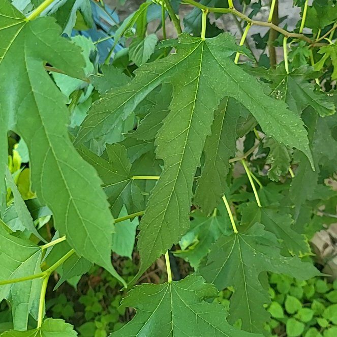 Photo of the plant species Acer Saccharinum by @OodlesPeanut79 named Rainier on Greg, the plant care app