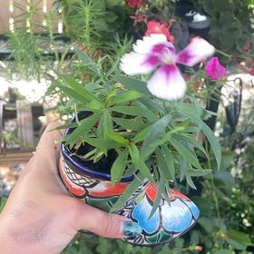Photo of the plant species Oleander by @ValidBlueash named Willow on Greg, the plant care app