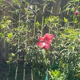 Photo of the plant species Scarlet Hibiscus by @ValidBlueash named Marley on Greg, the plant care app