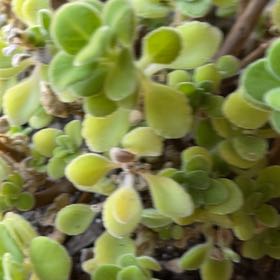 Photo of the plant species Cerveza n Lime by @NewMakura92 named Zeus on Greg, the plant care app
