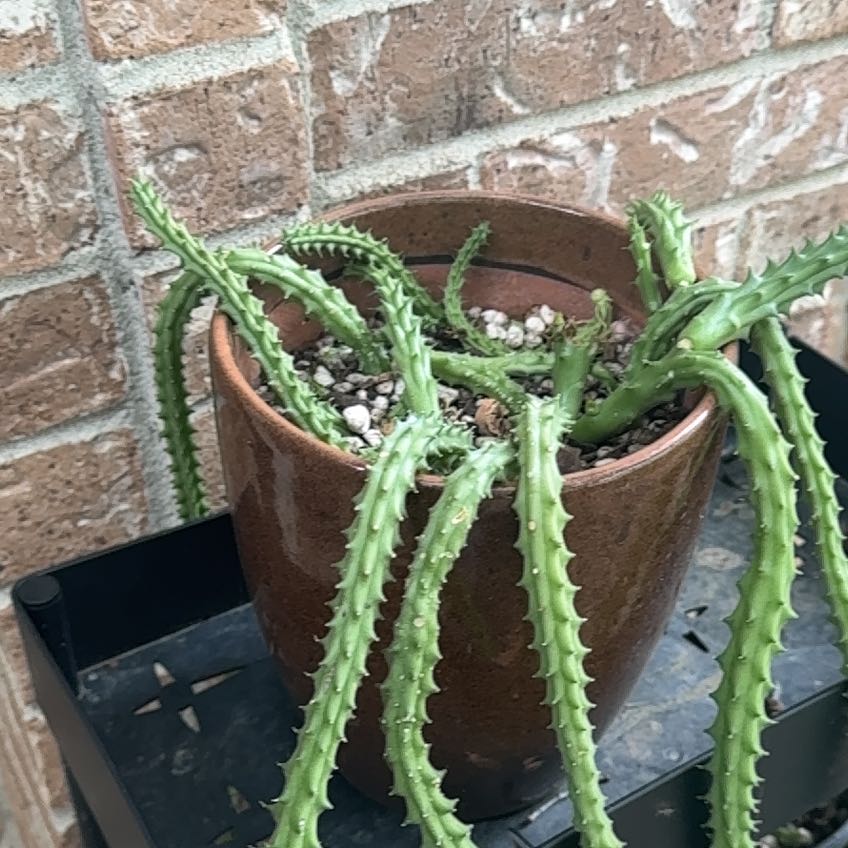 Photo of the plant species Red Dragon Flower by @YesHemlock21 named Robert Plant on Greg, the plant care app