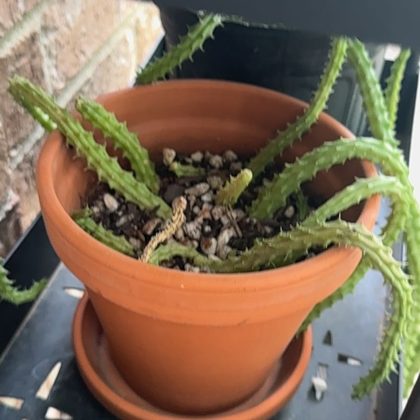 Photo of the plant species Red Dragon Flower by @YesHemlock21 named Sigmund on Greg, the plant care app