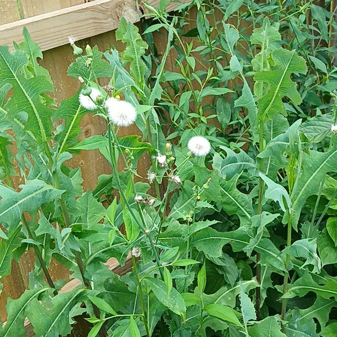 Photo of the plant species Philadelphia Fleabane by @TryCattleya72 named Sanders on Greg, the plant care app