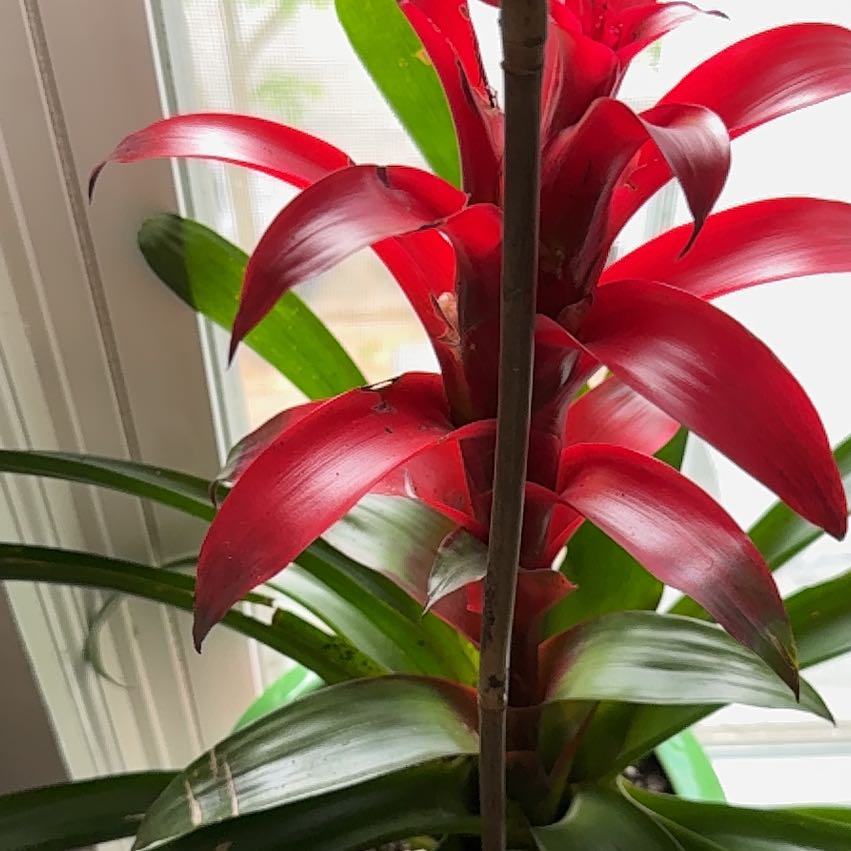 Photo of the plant species Red Bromeliad by @ScientificTaro1 named da Vinci on Greg, the plant care app