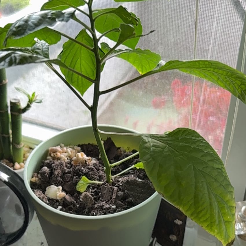 Photo of the plant species Carolina Reaper by @ScientificTaro1 named Sanders on Greg, the plant care app